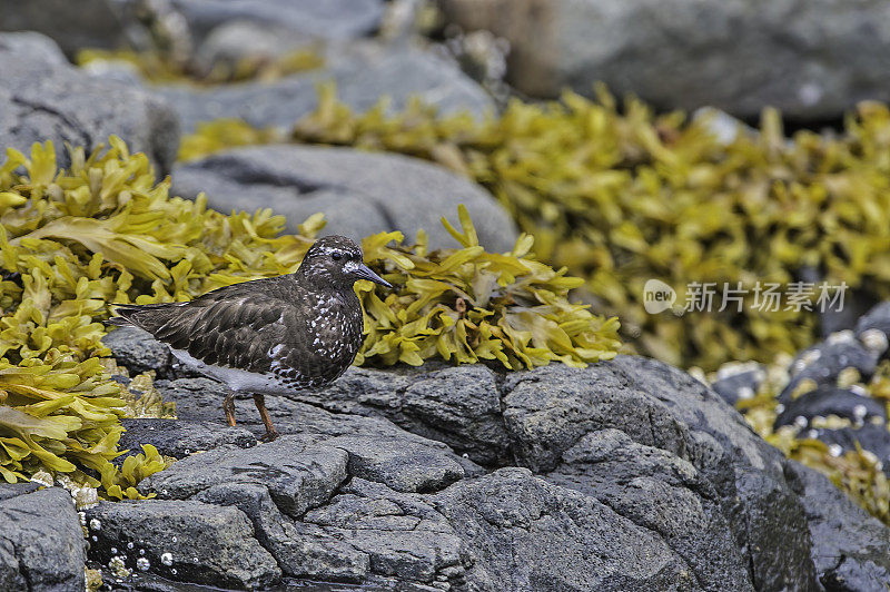 黑turnstone (Arenaria melanocephala)是一种小型涉水鸟类，发现于阿拉斯加卡特迈国家公园。